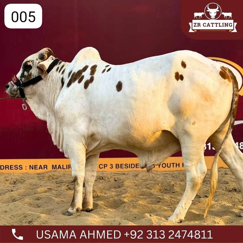 Bachray for Sale| qurbani 2024 | cows | bulls 1