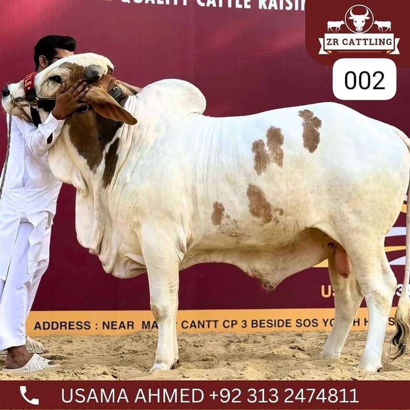 Bachray for Sale| qurbani 2024 | cows | bulls 2