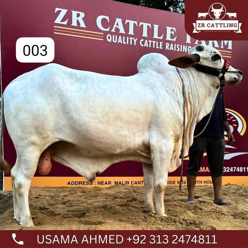 Bachray for Sale| qurbani 2024 | cows | bulls 3