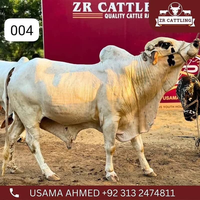 Bachray for Sale| qurbani 2024 | cows | bulls 4