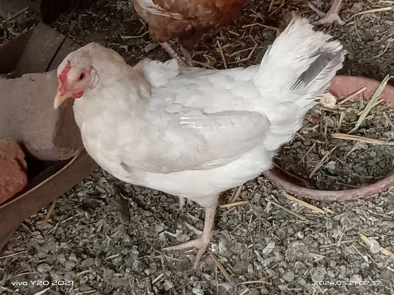 Full white Dessi Hen|Kurak Hen| for sale 2