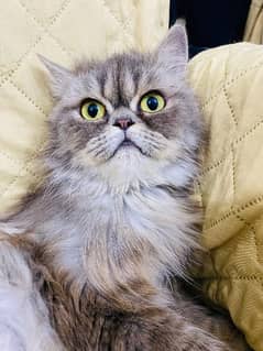 Persian Kitten punch face