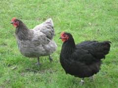 Australorp Heritage Chicks / Australob/ Austrolop