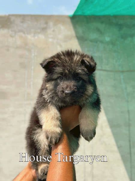 German Shepherd puppies / long coat puppy / puppy for sale 3