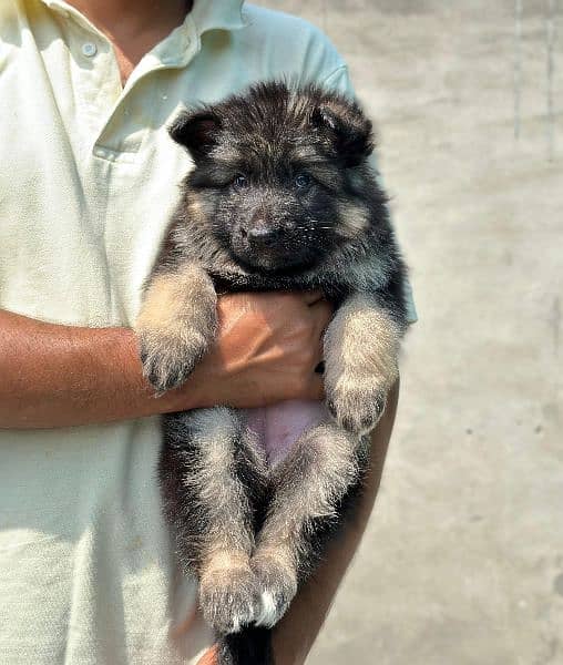 German Shepherd puppies / long coat puppy / puppy for sale 2