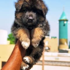 German Shepherd puppies / long coat puppy / puppy for sale