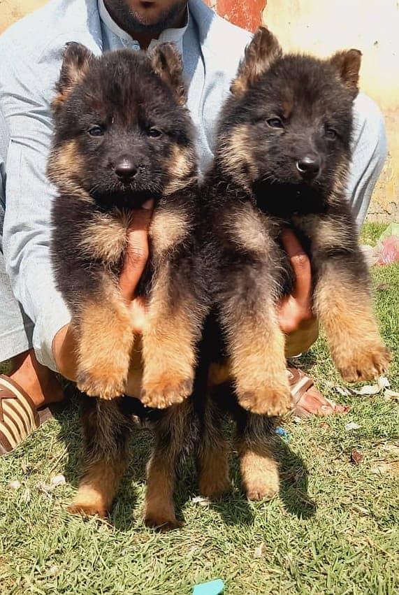 Topline show quality gsd proper long coat pair for sale 1