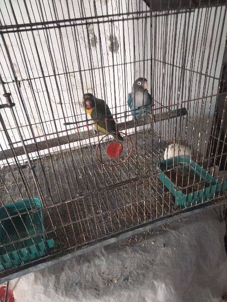 lovebird for sale breeder pair 3