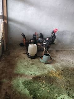 Aseel Mianwali Aseel Rooster Healthy and Vaccinated