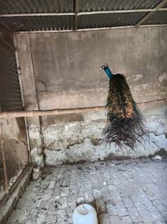 peacock / peacock male / peacock for sale