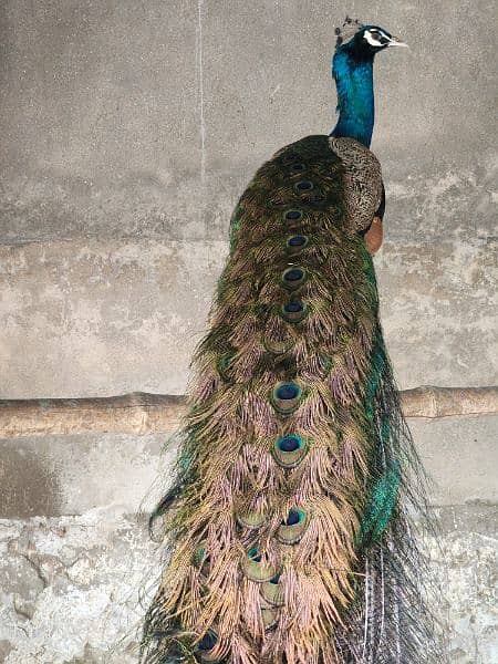 peacock / peacock male / peacock for sale 4
