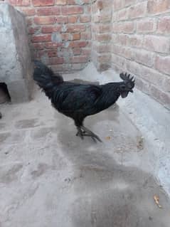 Grey Tongue Ayam Cemani Male for Sale 0