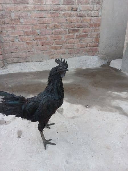 Grey Tongue Ayam Cemani Male for Sale 2