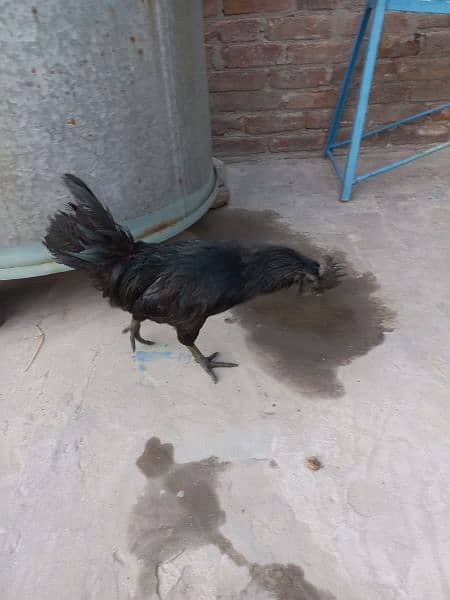 Grey Tongue Ayam Cemani Male for Sale 3