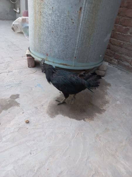 Grey Tongue Ayam Cemani Male for Sale 4