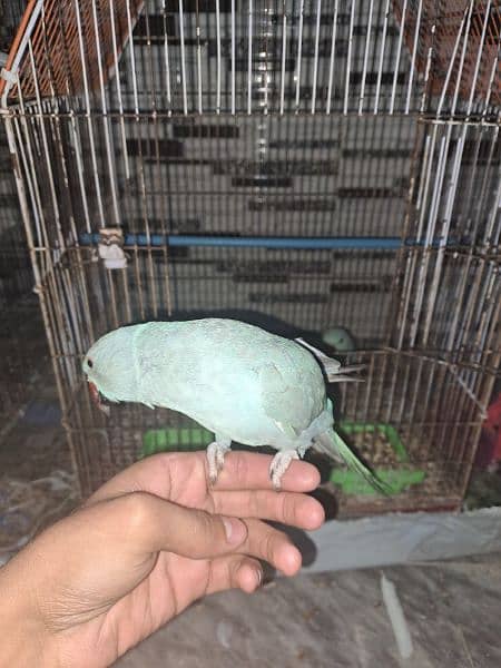 blue ringneck pair for sale 1