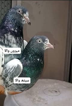 2 Teddy Male Pigeons (Mehron Wala & Saith Wala)