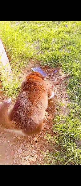 Siberian husky Male puppy 14
