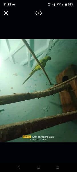 green ringneck breeder pair 2