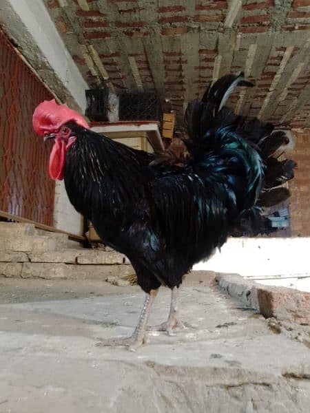 king size Australop male 0