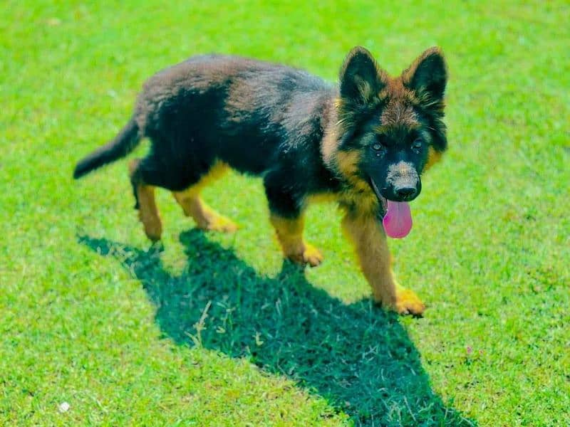 German Shepherd Male Puppy Available 1
