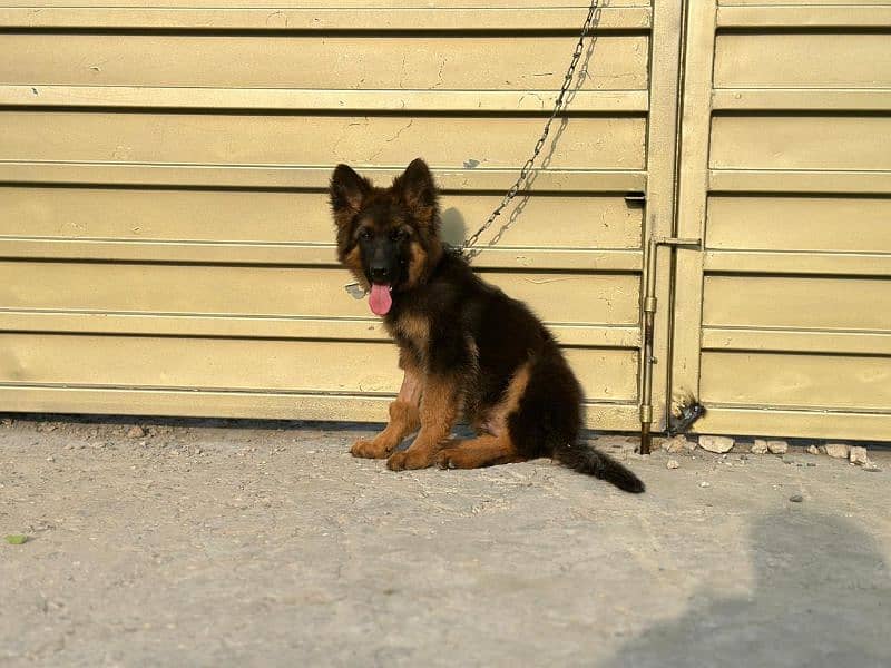 German Shepherd Male Puppy Available 2