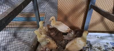 peacock chicks [45 days old] available