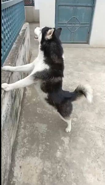 Husky female available for sale 1
