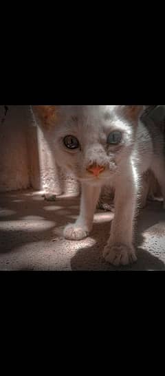 Persian cat 2 colour eyes