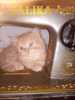 Persian triple coated ginger color kittens