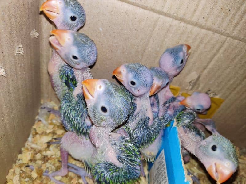 Parrots Chicks 10