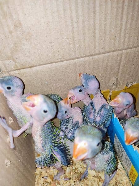Parrots Chicks 7