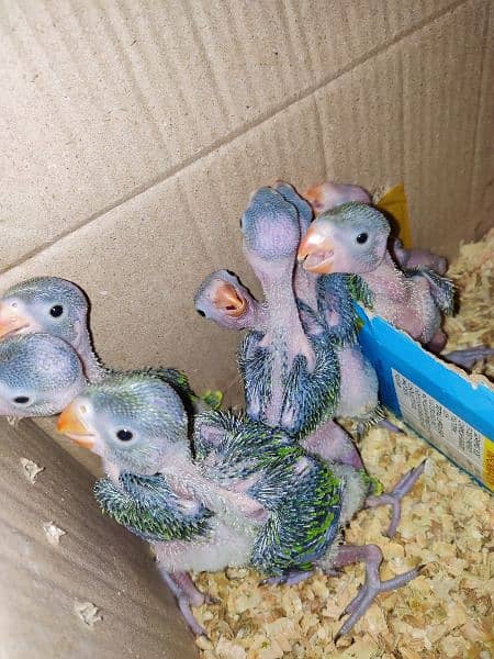 Parrots Chicks 8