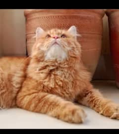 Persian cat , orange cat , 3rd coat 0