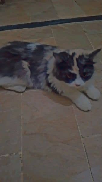 Persian cat female 2