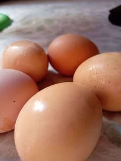 Fresh and fertile Desi Eggs available. 0
