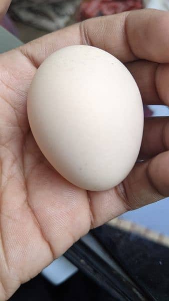 Fresh and fertile Desi Eggs available. 1