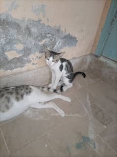 kitten for sale for 50rs 0