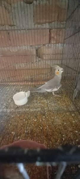 2piece adult available 1 breeder female available all price 3900 1