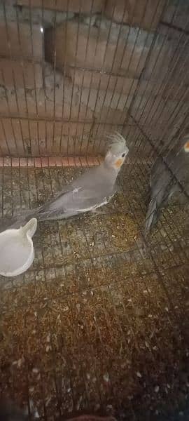 2piece adult available 1 breeder female available all price 3900 2