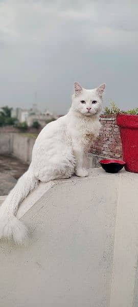 Persian male cat 5