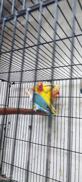 lovebirds breeder pair 1