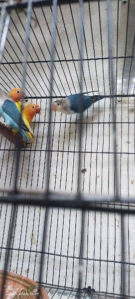 lovebirds breeder pair 2