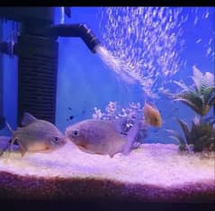 paccu fish for sale 0