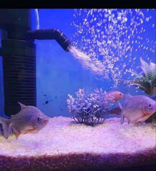 paccu fish for sale 2