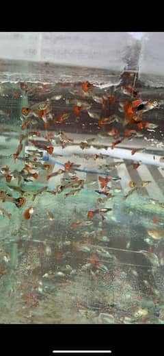 Guppy Fish Attractive colors Delivery availbale