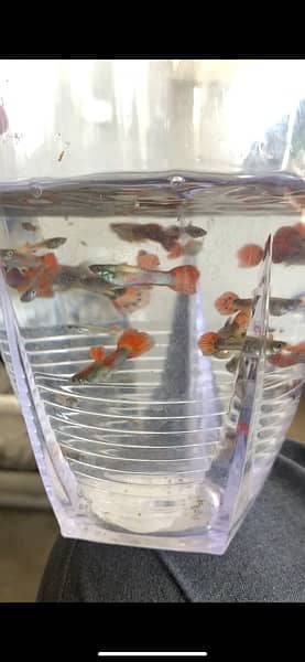 Guppy Fish Attractive colors Delivery availbale 2