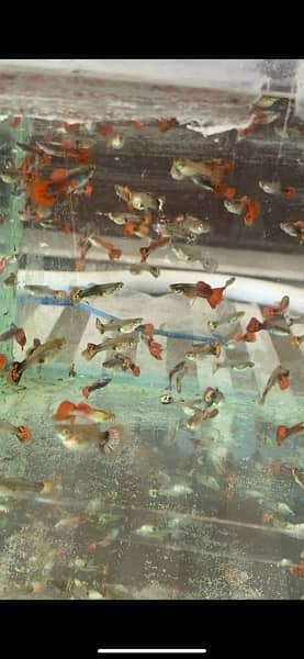 Guppy Fish Attractive colors Delivery availbale 5