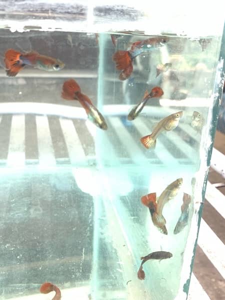 Guppy Fish Attractive colors Delivery availbale 8