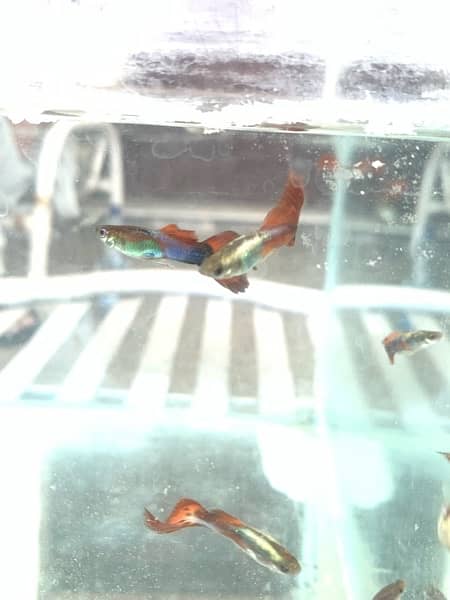 Guppy Fish Attractive colors Delivery availbale 9